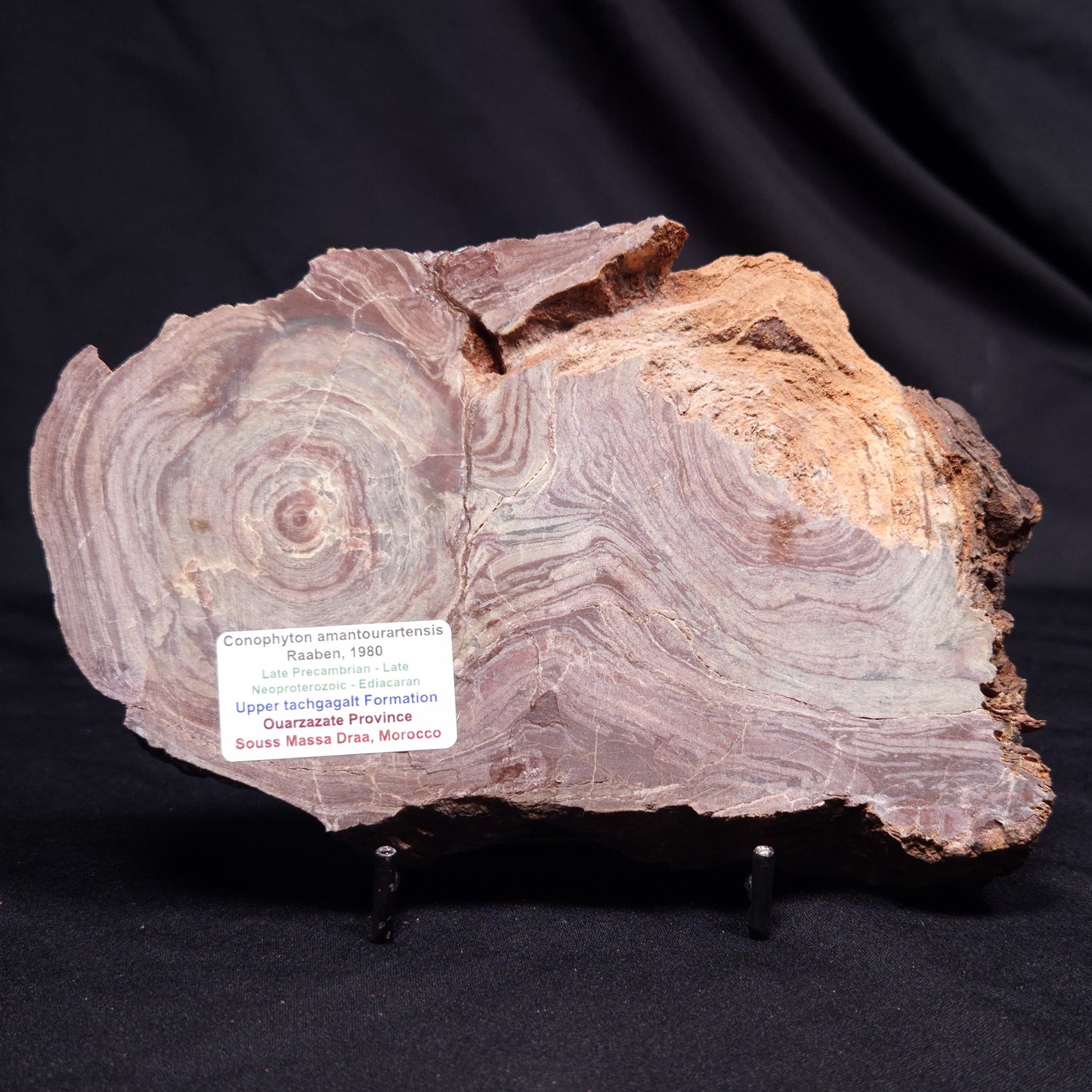 CONOPHYTON AMANTOURARTENSIS STROMATOLITE, Ediacaran, Morocco ZCA028