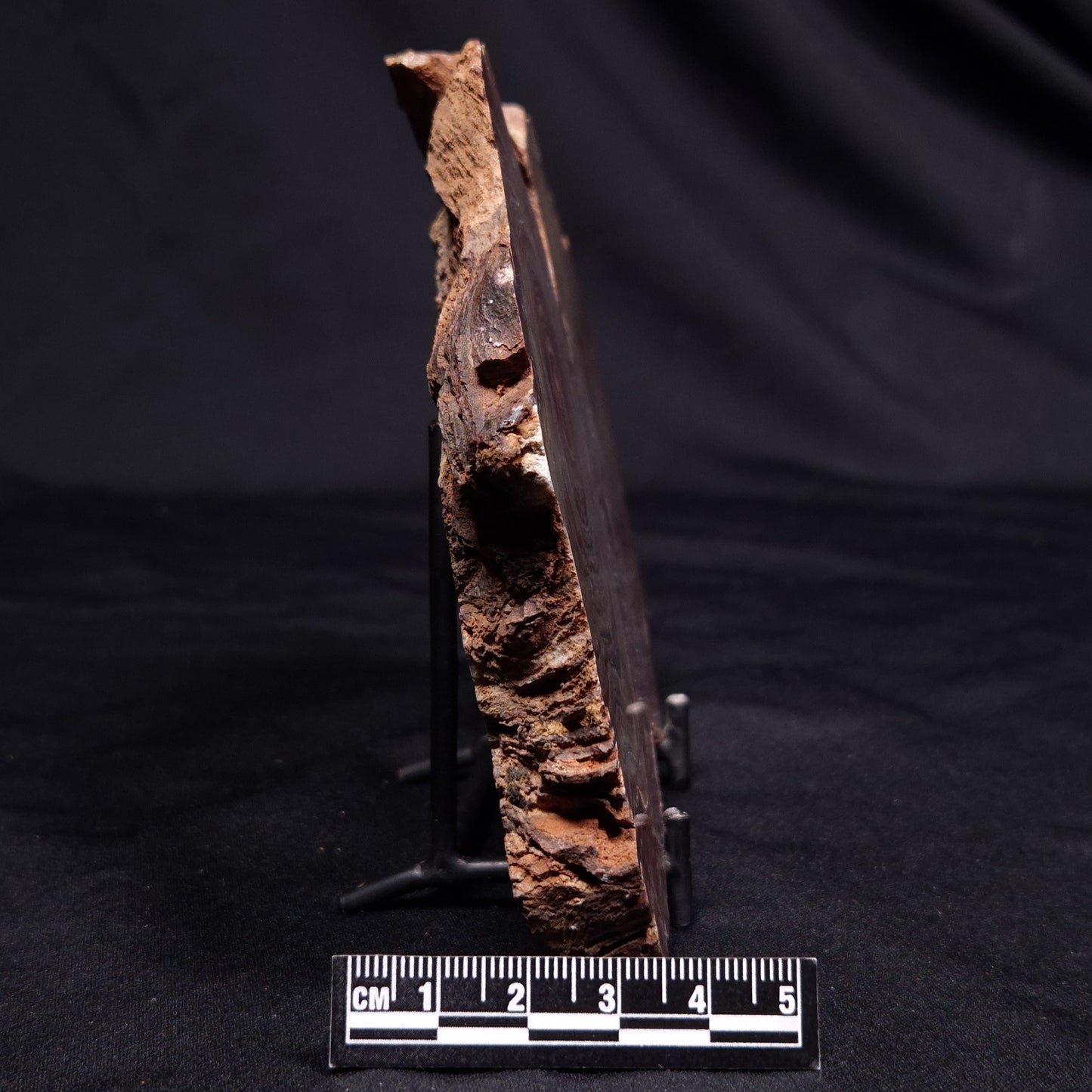 CONOPHYTON AMANTOURARTENSIS STROMATOLITE, Ediacaran, Morocco ZCA028