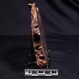 CONOPHYTON AMANTOURARTENSIS STROMATOLITE, Ediacaran, Morocco ZCA028