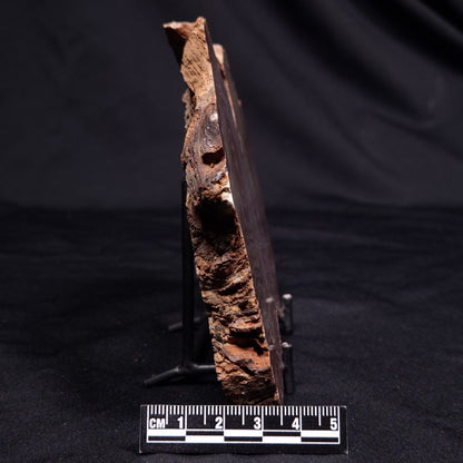 CONOPHYTON AMANTOURARTENSIS STROMATOLITE, Ediacaran, Morocco ZCA028