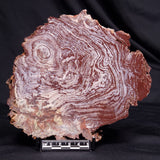 CONOPHYTON AMANTOURARTENSIS STROMATOLITE, Ediacaran, Morocco ZCA029