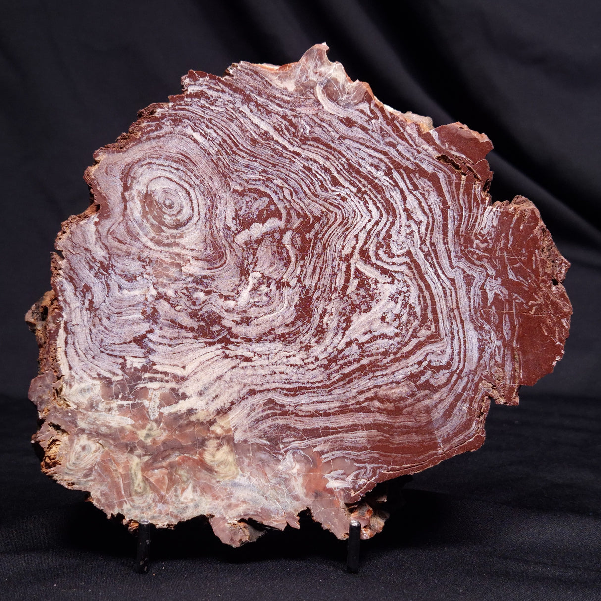 CONOPHYTON AMANTOURARTENSIS STROMATOLITE, Ediacaran, Morocco ZCA029