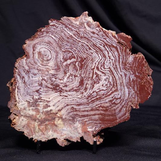 CONOPHYTON AMANTOURARTENSIS STROMATOLITE, Ediacaran, Morocco ZCA029