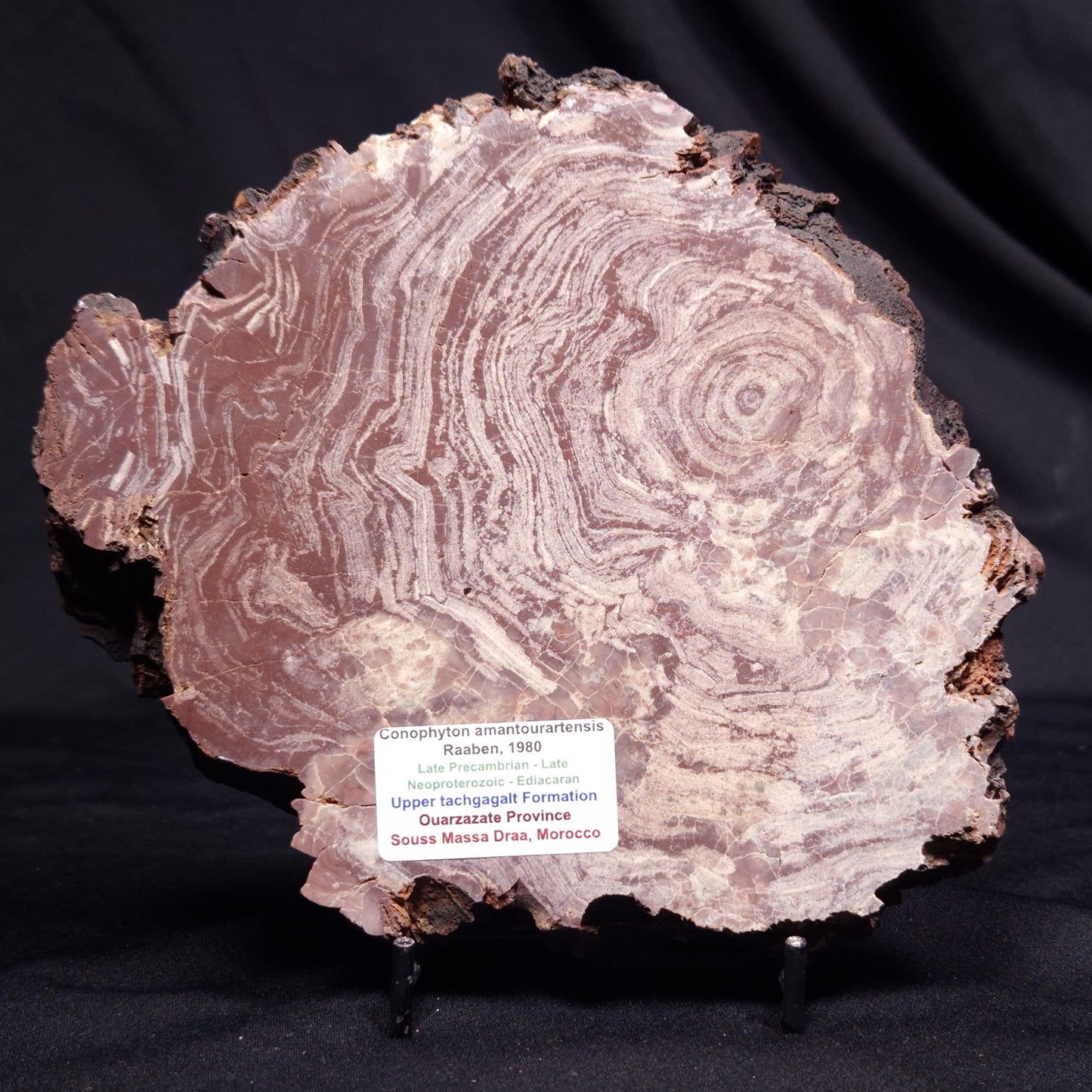 CONOPHYTON AMANTOURARTENSIS STROMATOLITE, Ediacaran, Morocco ZCA029