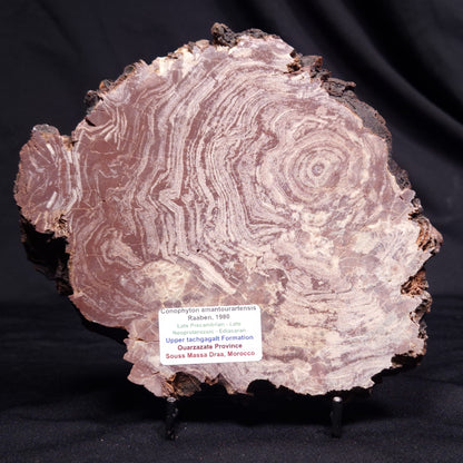 CONOPHYTON AMANTOURARTENSIS STROMATOLITE, Ediacaran, Morocco ZCA029