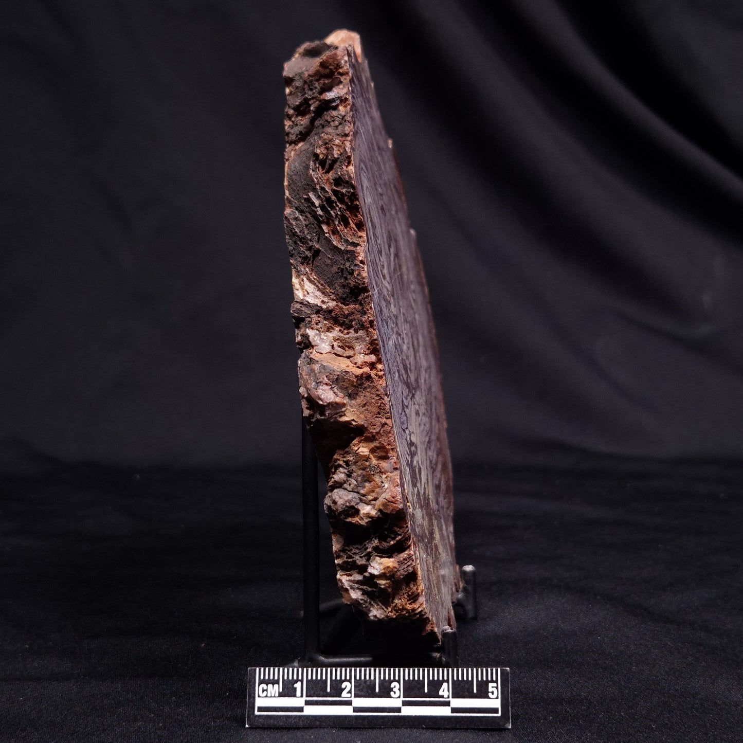 CONOPHYTON AMANTOURARTENSIS STROMATOLITE, Ediacaran, Morocco ZCA029