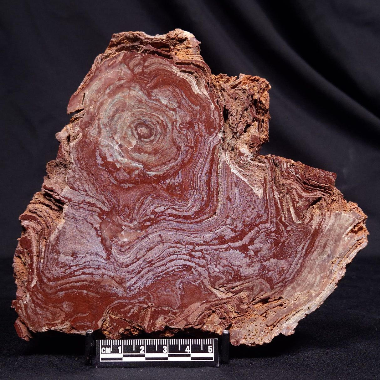 CONOPHYTON AMANTOURARTENSIS STROMATOLITE, Ediacaran, Morocco ZCA030