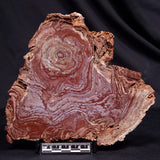 CONOPHYTON AMANTOURARTENSIS STROMATOLITE, Ediacaran, Morocco ZCA030