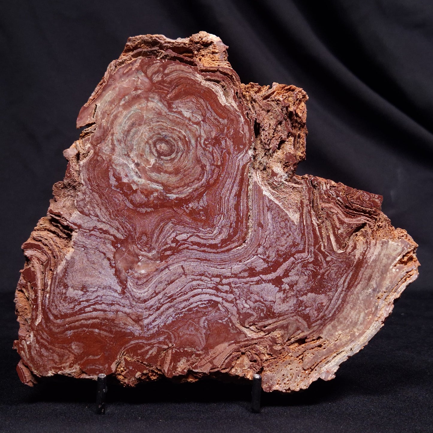 CONOPHYTON AMANTOURARTENSIS STROMATOLITE, Ediacaran, Morocco ZCA030