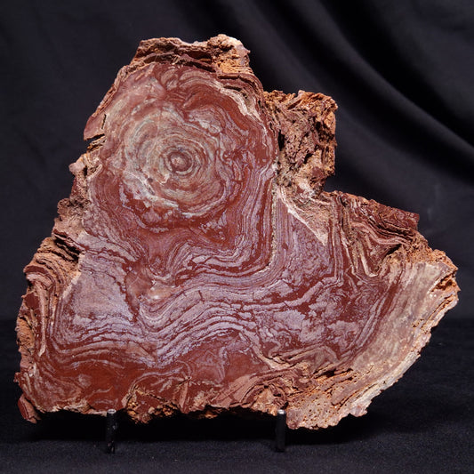CONOPHYTON AMANTOURARTENSIS STROMATOLITE, Ediacaran, Morocco ZCA030