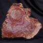 CONOPHYTON AMANTOURARTENSIS STROMATOLITE, Ediacaran, Morocco ZCA030