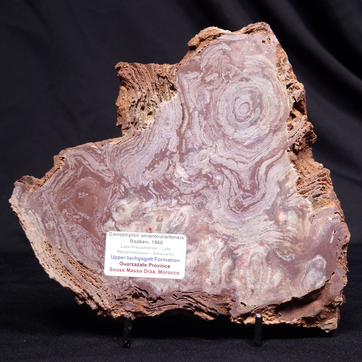 CONOPHYTON AMANTOURARTENSIS STROMATOLITE, Ediacaran, Morocco ZCA030