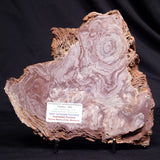 CONOPHYTON AMANTOURARTENSIS STROMATOLITE, Ediacaran, Morocco ZCA030