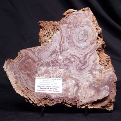 CONOPHYTON AMANTOURARTENSIS STROMATOLITE, Ediacaran, Morocco ZCA030