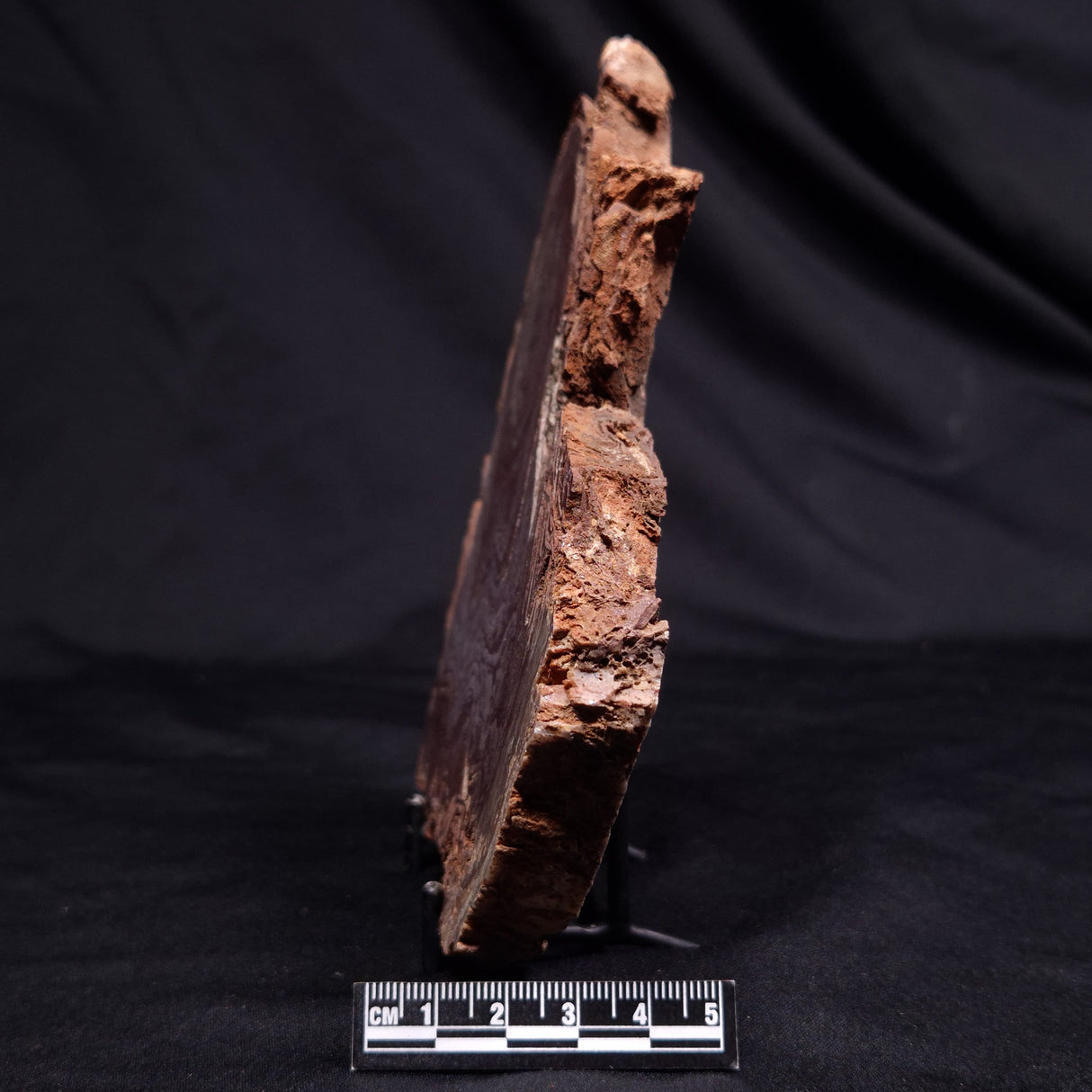 CONOPHYTON AMANTOURARTENSIS STROMATOLITE, Ediacaran, Morocco ZCA030