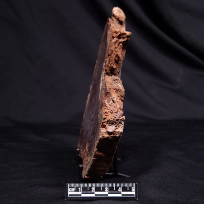 CONOPHYTON AMANTOURARTENSIS STROMATOLITE, Ediacaran, Morocco ZCA030