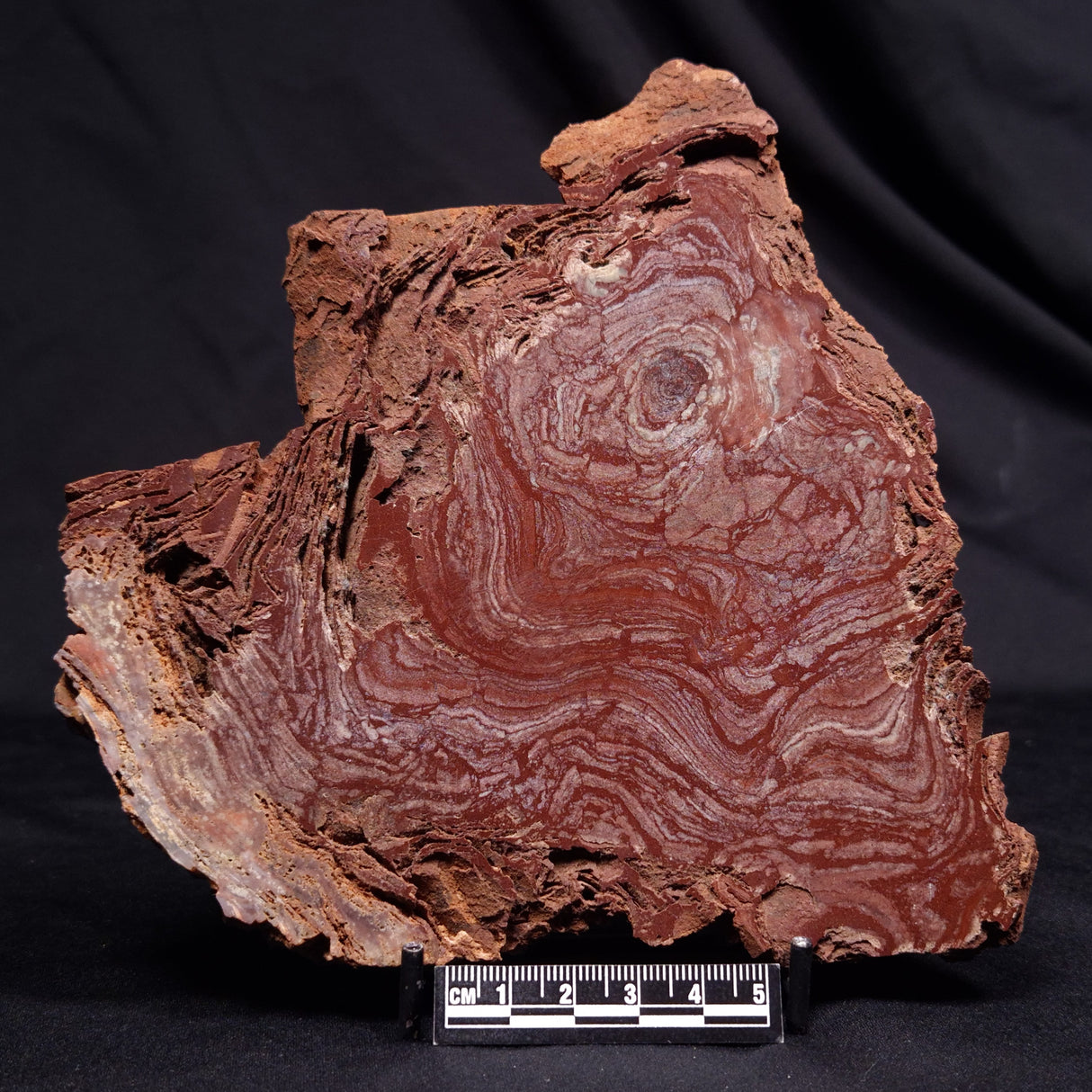 CONOPHYTON AMANTOURARTENSIS STROMATOLITE, Ediacaran, Morocco ZCA031