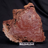 CONOPHYTON AMANTOURARTENSIS STROMATOLITE, Ediacaran, Morocco ZCA031