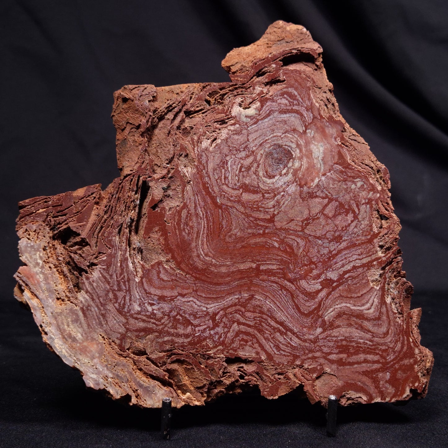 CONOPHYTON AMANTOURARTENSIS STROMATOLITE, Ediacaran, Morocco ZCA031