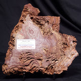 CONOPHYTON AMANTOURARTENSIS STROMATOLITE, Ediacaran, Morocco ZCA031