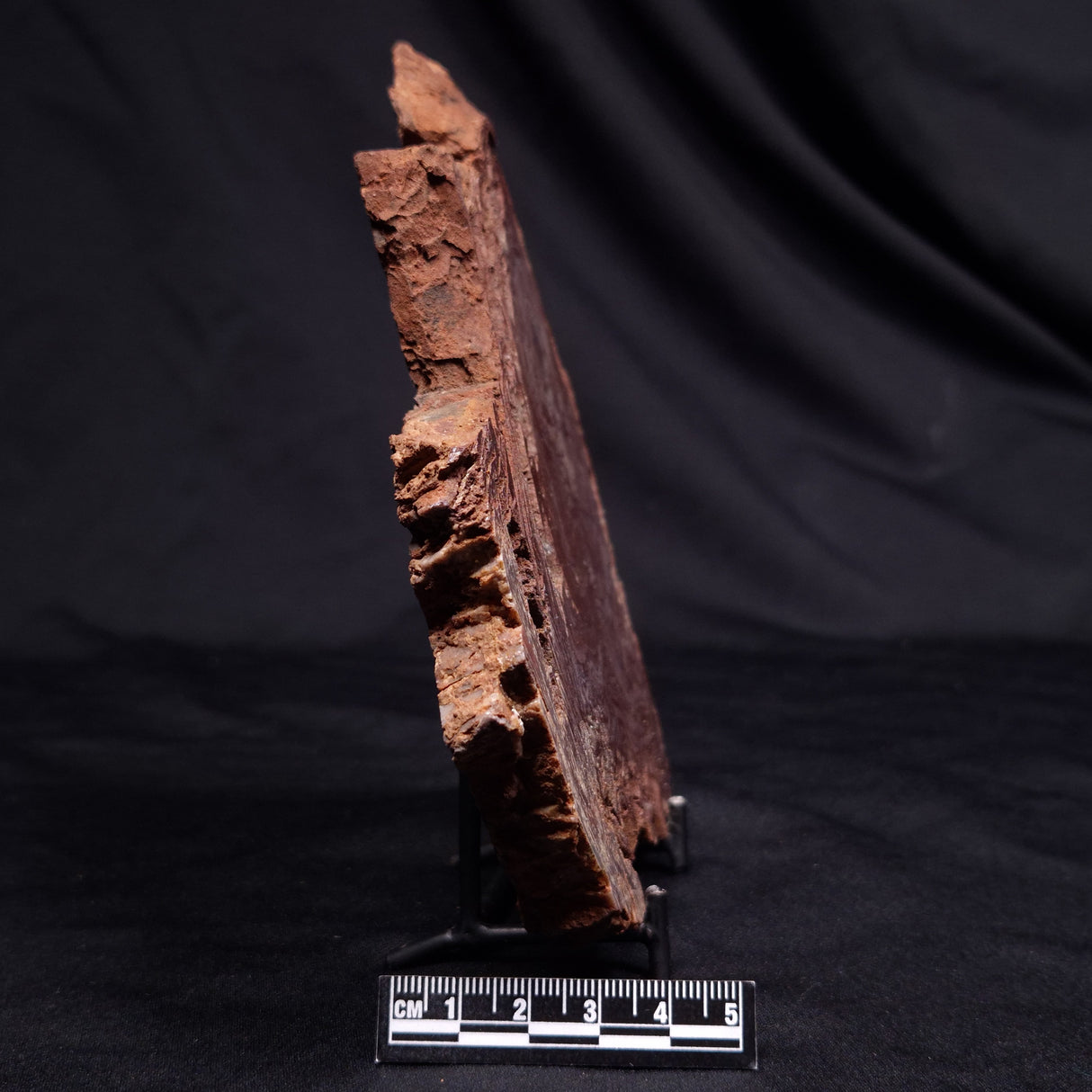 CONOPHYTON AMANTOURARTENSIS STROMATOLITE, Ediacaran, Morocco ZCA031