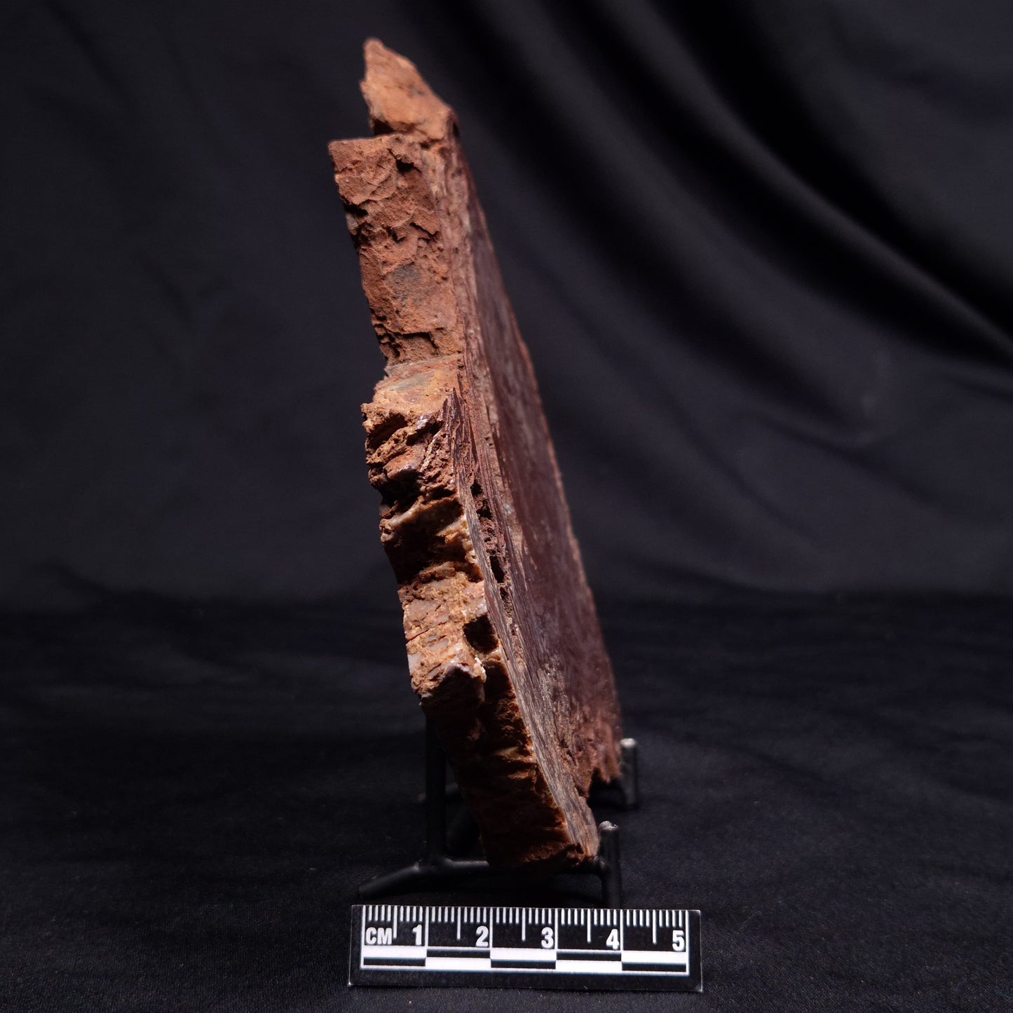 CONOPHYTON AMANTOURARTENSIS STROMATOLITE, Ediacaran, Morocco ZCA031