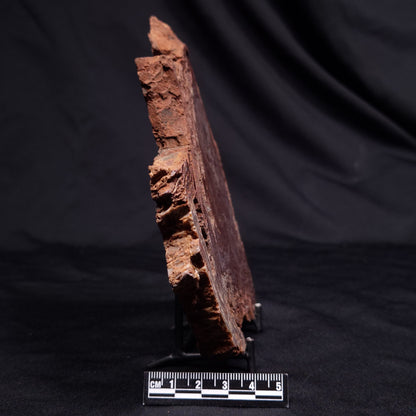 CONOPHYTON AMANTOURARTENSIS STROMATOLITE, Ediacaran, Morocco ZCA031