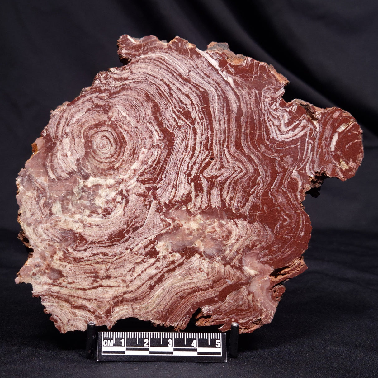 CONOPHYTON AMANTOURARTENSIS STROMATOLITE, Ediacaran, Morocco ZCA032