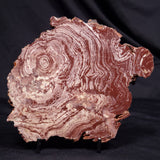 CONOPHYTON AMANTOURARTENSIS STROMATOLITE, Ediacaran, Morocco ZCA032