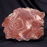 CONOPHYTON AMANTOURARTENSIS STROMATOLITE, Ediacaran, Morocco ZCA033