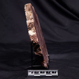 CONOPHYTON AMANTOURARTENSIS STROMATOLITE, Ediacaran, Morocco ZCA033