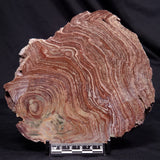 CONOPHYTON AMANTOURARTENSIS STROMATOLITE, Ediacaran, Morocco ZCA034