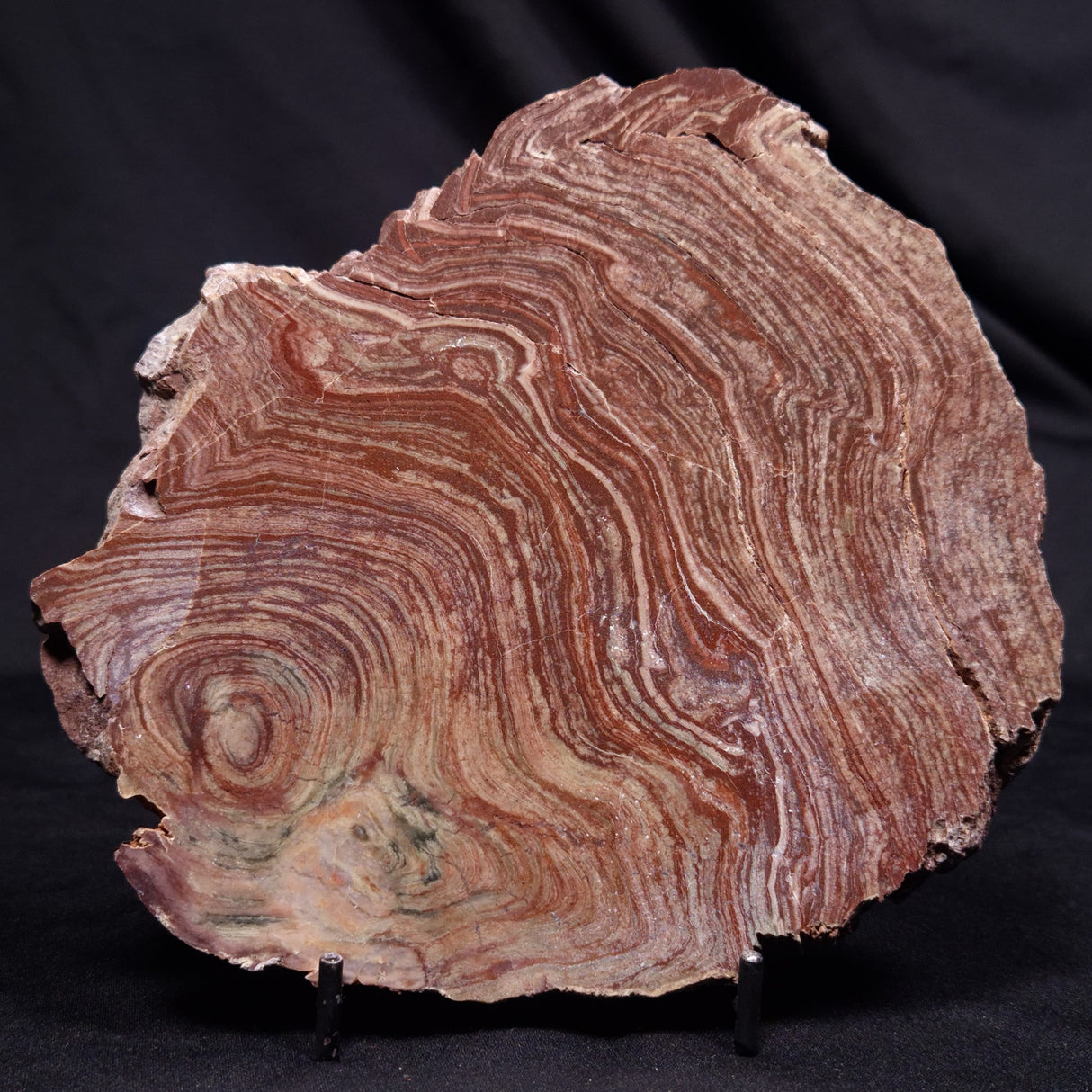 CONOPHYTON AMANTOURARTENSIS STROMATOLITE, Ediacaran, Morocco ZCA034