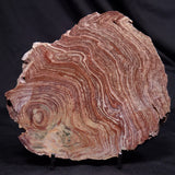 CONOPHYTON AMANTOURARTENSIS STROMATOLITE, Ediacaran, Morocco ZCA034