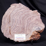 CONOPHYTON AMANTOURARTENSIS STROMATOLITE, Ediacaran, Morocco ZCA034