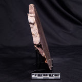 CONOPHYTON AMANTOURARTENSIS STROMATOLITE, Ediacaran, Morocco ZCA034