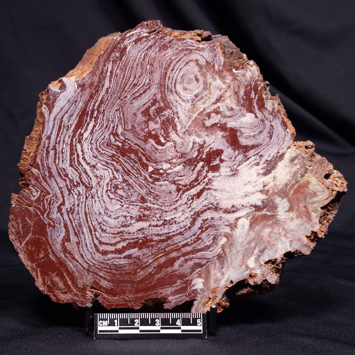 CONOPHYTON AMANTOURARTENSIS STROMATOLITE, Ediacaran, Morocco ZCA035