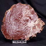 CONOPHYTON AMANTOURARTENSIS STROMATOLITE, Ediacaran, Morocco ZCA035