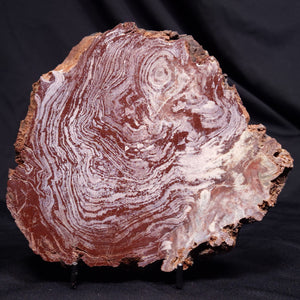Stromatolite - Morocco