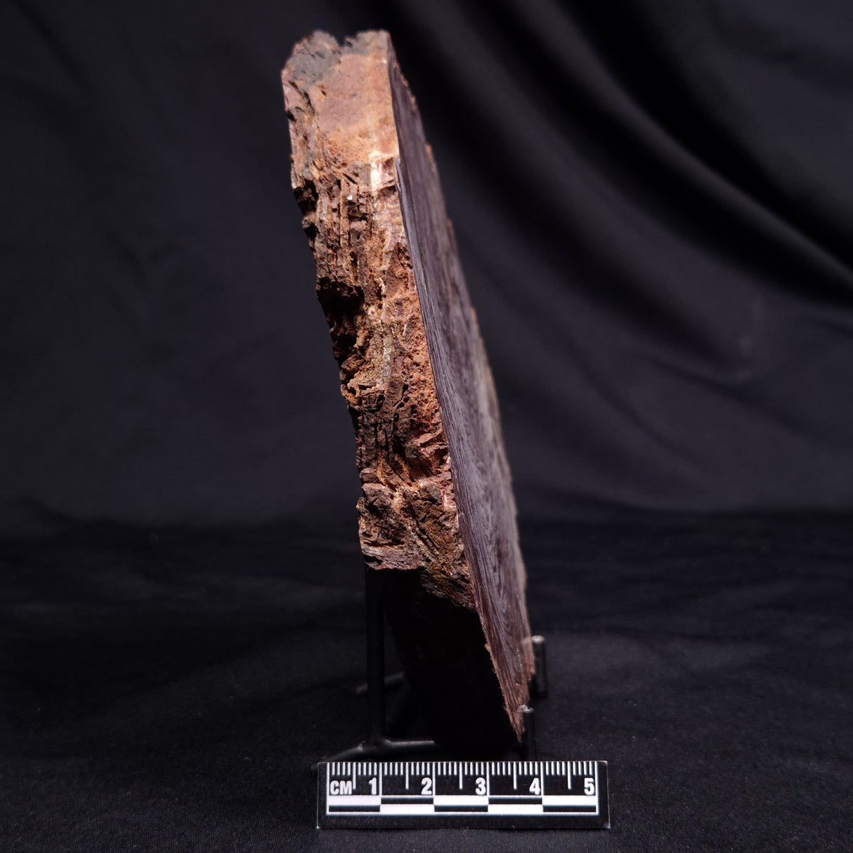 CONOPHYTON AMANTOURARTENSIS STROMATOLITE, Ediacaran, Morocco ZCA035