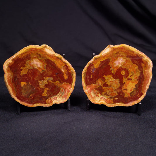 PETRIFIED WOOD PAIR, Australia YSC091