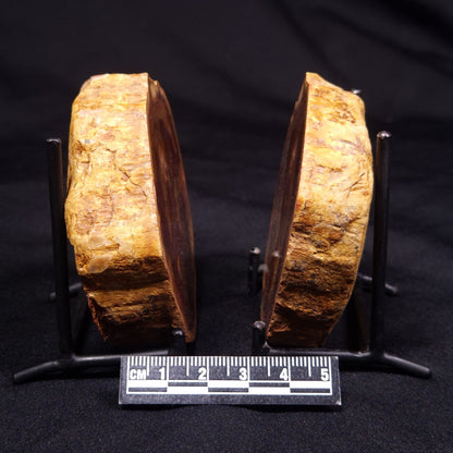 PETRIFIED WOOD PAIR, Australia YSC091