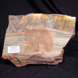 MARRA MAMBA TIGER EYE STROMATOLITE, Archean, Australia YSC094