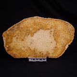 FOSSIL CORAL, Lower Pliocene, Indonesia YSC095