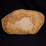 FOSSIL CORAL, Lower Pliocene, Indonesia YSC095