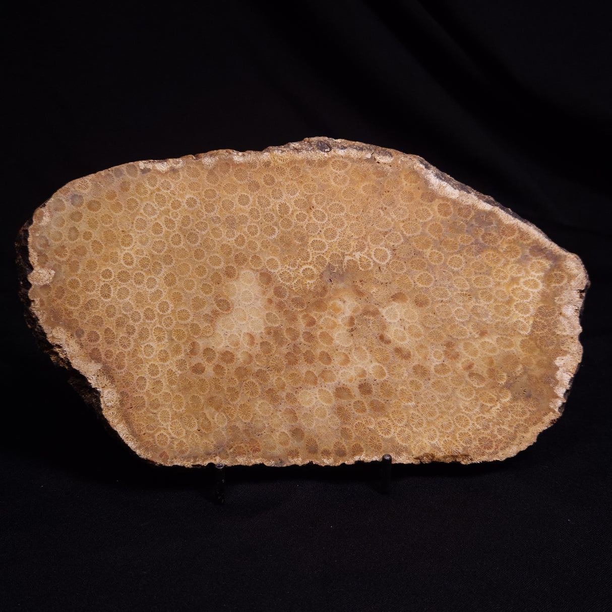 FOSSIL CORAL, Lower Pliocene, Indonesia YSC095