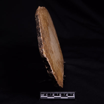 FOSSIL CORAL, Lower Pliocene, Indonesia YSC095