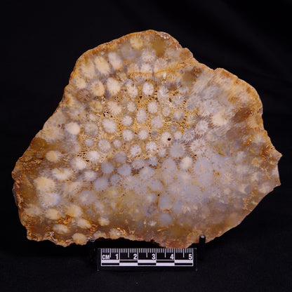 FOSSIL CORAL, Lower Pliocene, Indonesia YSC096