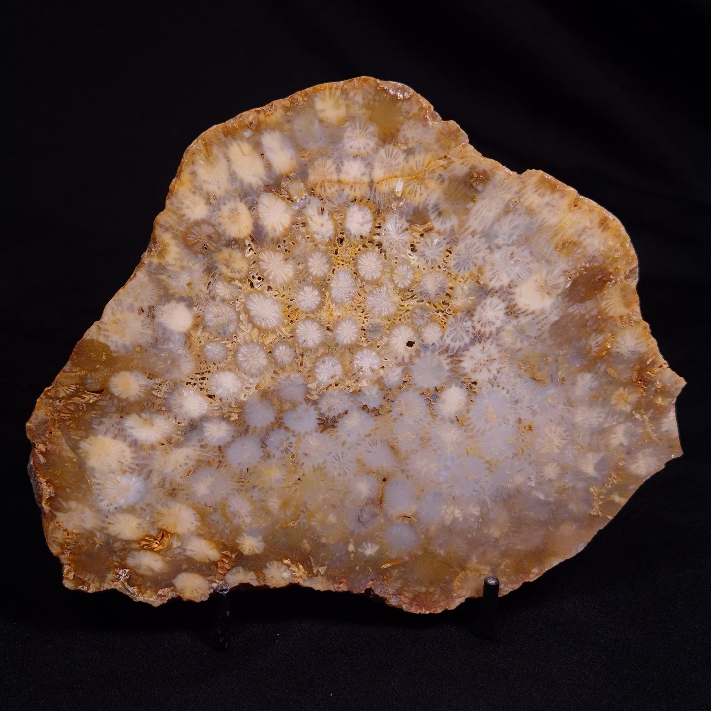 FOSSIL CORAL, Lower Pliocene, Indonesia YSC096