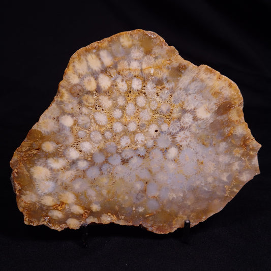 FOSSIL CORAL, Lower Pliocene, Indonesia YSC096